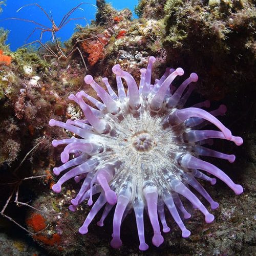 Punto de Buceo El Faro Gran Canaria