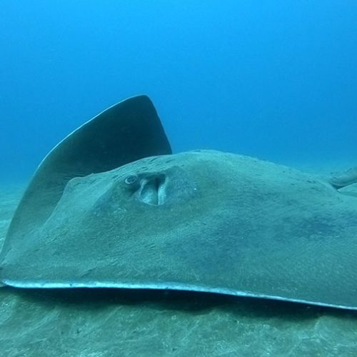 Punto de Buceo El Faro Gran Canaria