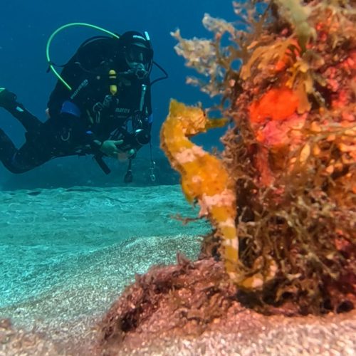 Punto de Buceo El Faro Gran Canaria