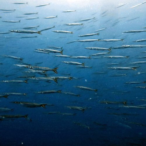 Punto de buceo Pecio El Arona gran canaria 5