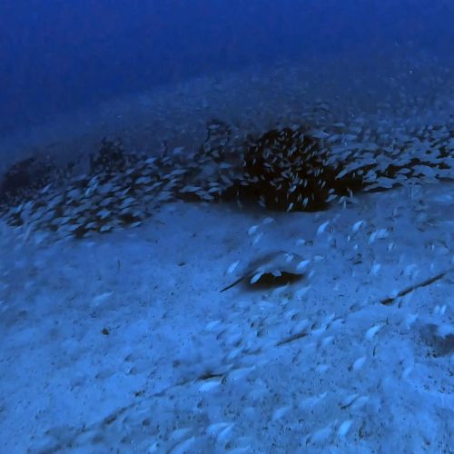 Punto de buceo Pecio El Avion gran canaria 1