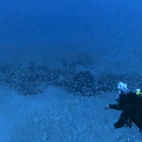 Punto de buceo Pecio El Avion gran canaria 2