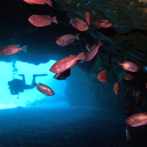 Punto de buceo caverna cruentatus gran canaria 1