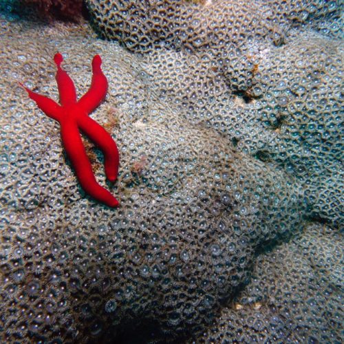 Punto de buceo caverna cruentatus gran canaria 2