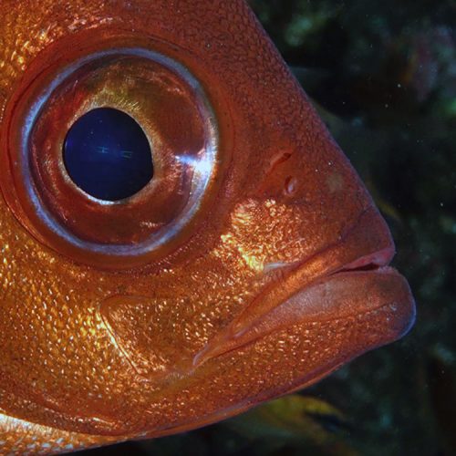 Punto de buceo caverna cruentatus gran canaria 4