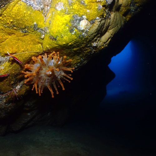 Punto de buceo caverna cruentatus gran canaria 5