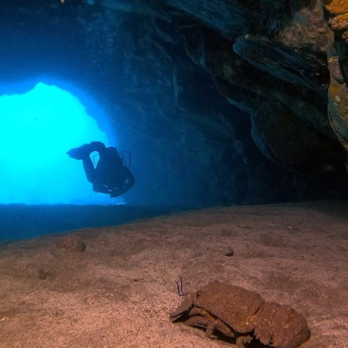 Punto de buceo caverna cruentatus gran canaria 7