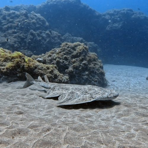 Punto de buceo caverna cruentatus gran canaria 8