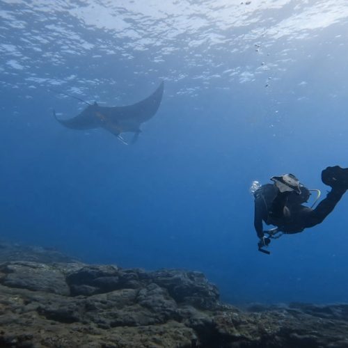 Punto-de-buceo-el-rajón-gran-canaria-id