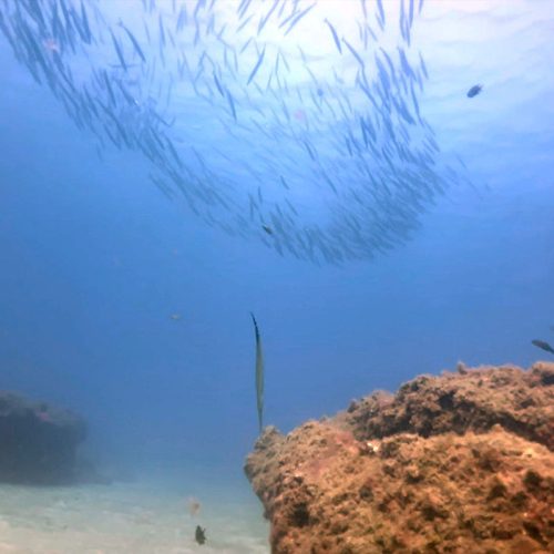 Punto de buceo la cuevita gran canaria 3