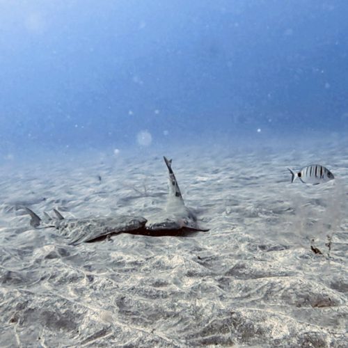 Punto de buceo los cañones gran canaria 1