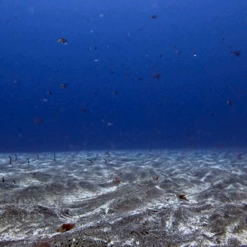 Punto de buceo los cañones gran canaria 2