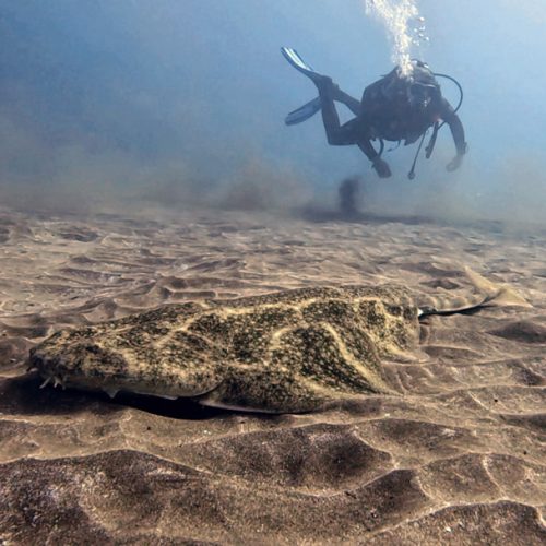 Punto de buceo los cañones gran canaria 3