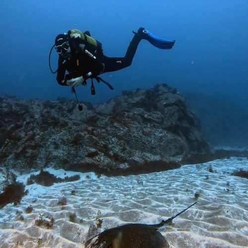 Punto de buceo los cañones gran canaria 4