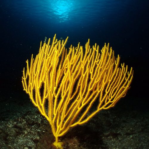 Punto de buceo los cañones gran canaria 7