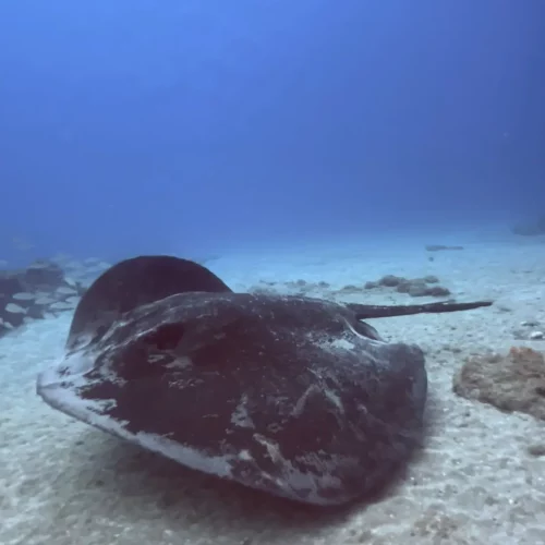 Punto de buceo los jardines de sardina gran canaria 1