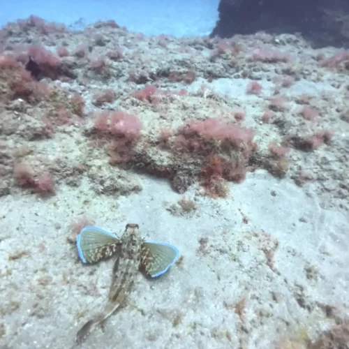 Punto de buceo los jardines de sardina gran canaria 2