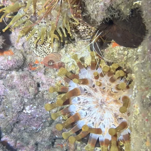 Punto de buceo los jardines de sardina gran canaria 3