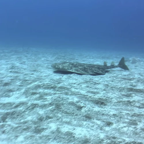 Punto de buceo los jardines de sardina gran canaria 4