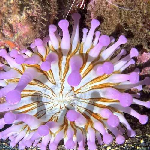 Punto de buceo los jardines de sardina gran canaria 5