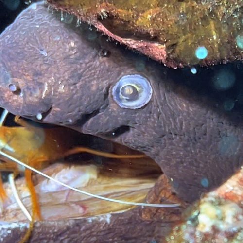 Punto de buceo rocas pareidolias gran canaria 1