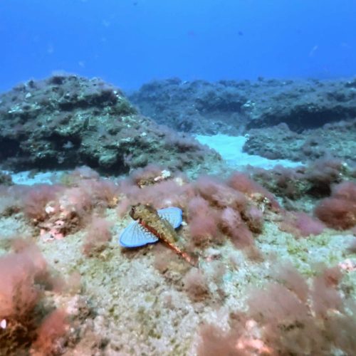 Punto de buceo rocas pareidolias gran canaria 4