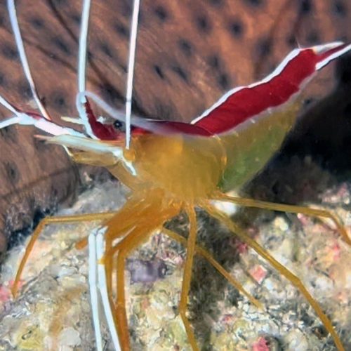 Punto de buceo rocas pareidolias gran canaria 5