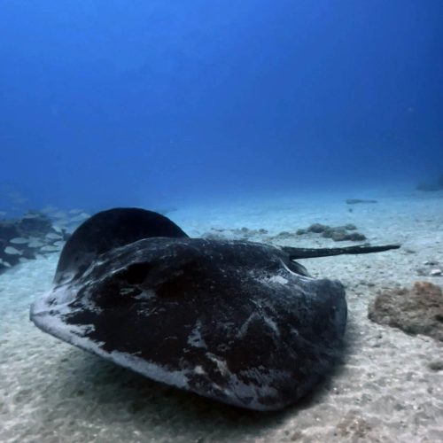 Punto de buceo rocas pareidolias gran canaria 7