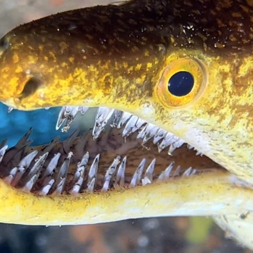 Punto de buceo rocas pareidolias gran canaria 8