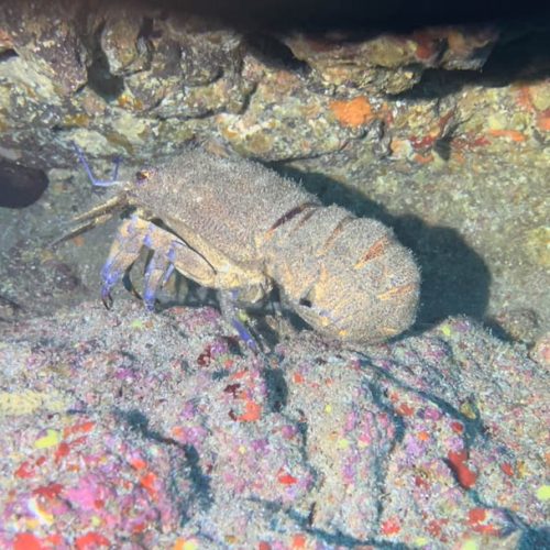 Punto de inmersión la cueva de los chuchos gran canaria 4