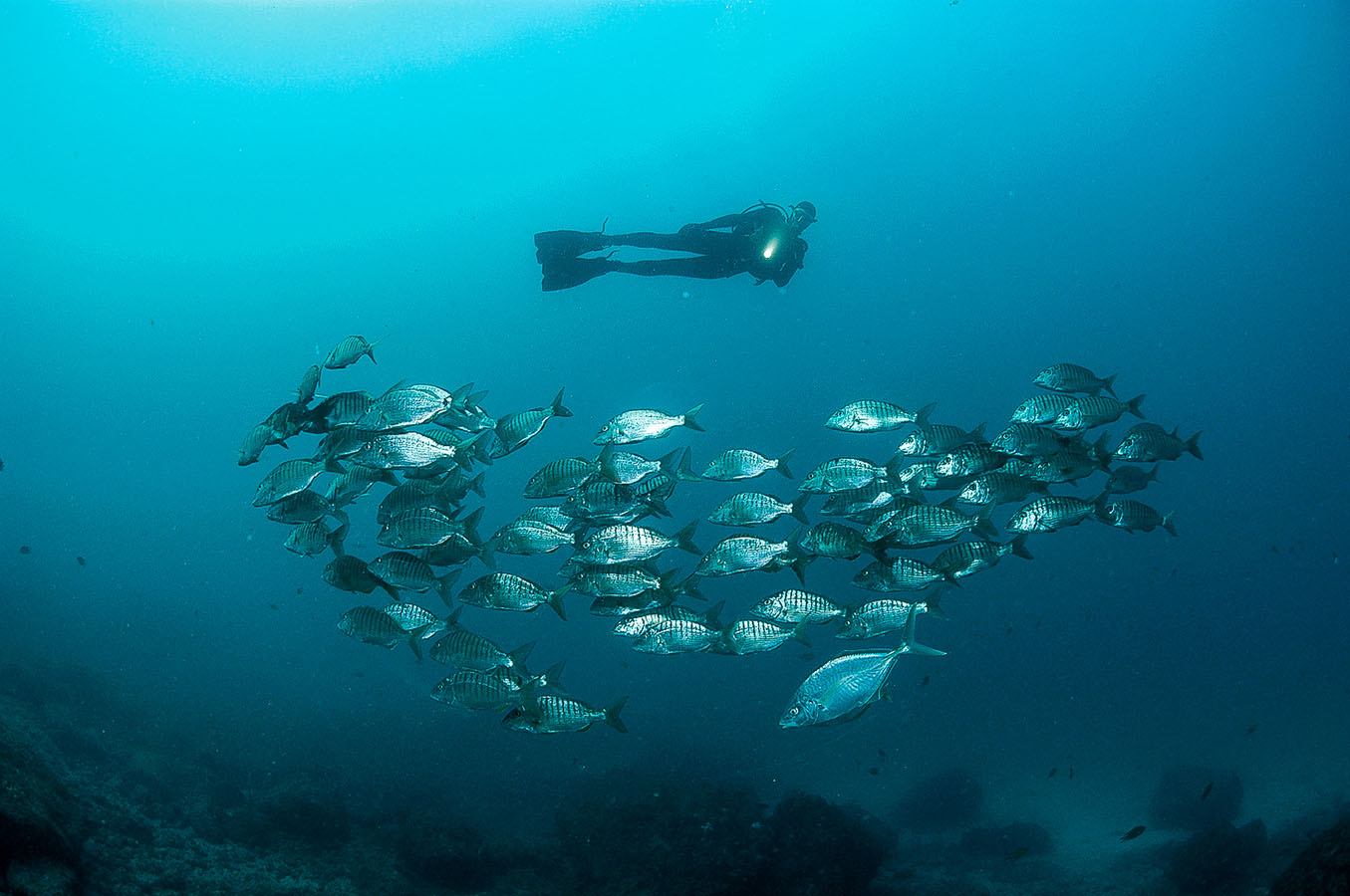 Toda la información sobre el primer curso de buceo