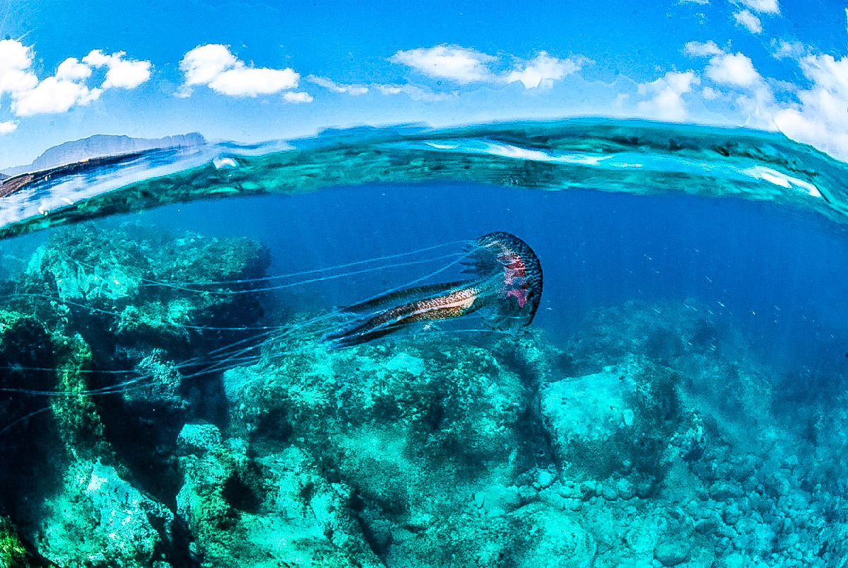 Canarias declarada Lugar de Esperanza, áreas marinas